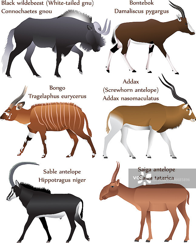 彩色羚羊图片素材