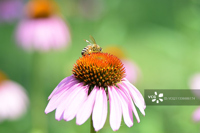 松果菊《北京滨河公园》图片素材