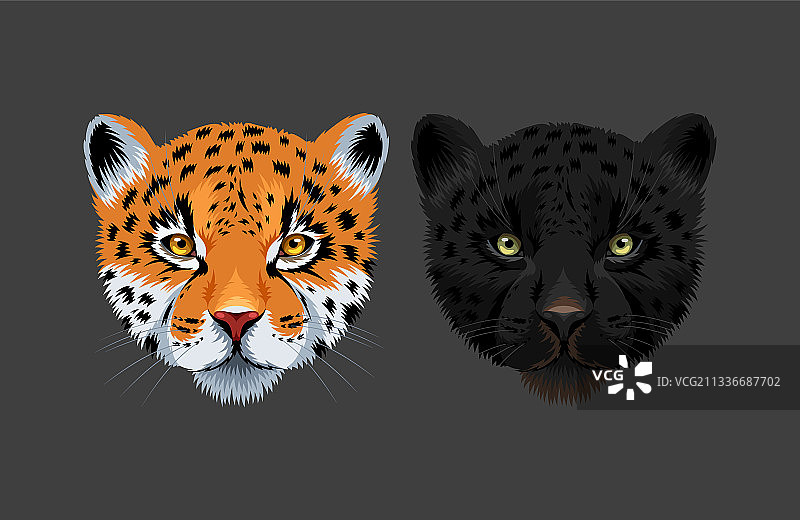 黑豹和美洲虎图片素材