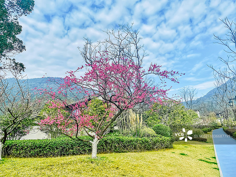 杭州桃李春风图片素材