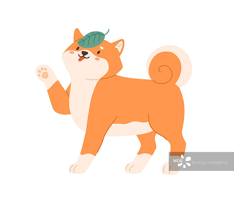 可爱的日本柴犬玩耍图片素材