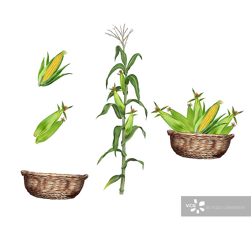 玉米收获插画图片素材