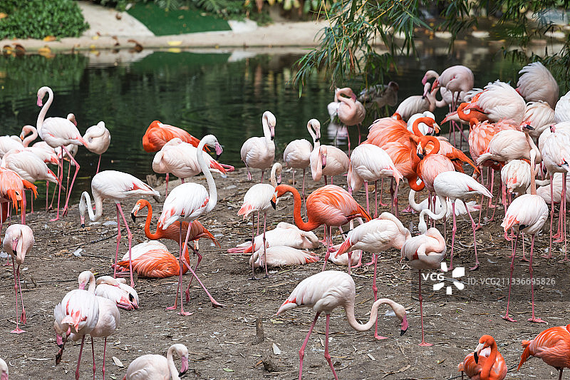 动物园里美丽的火烈鸟图片素材