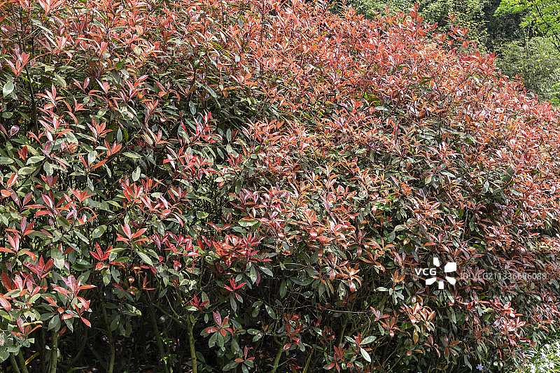 贵州省遵义市娄山关景区百仗梯红叶石楠图片素材