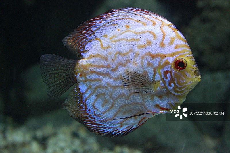 海洋鱼类特写图片素材