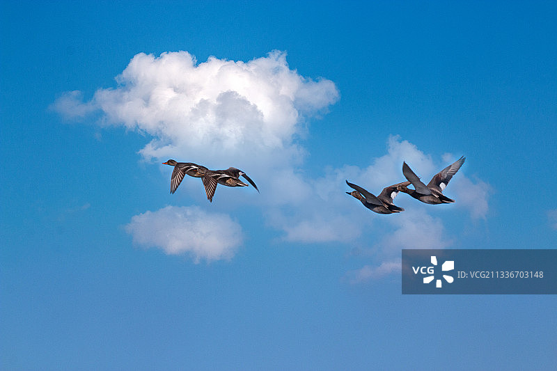 飞向蓝天图片素材