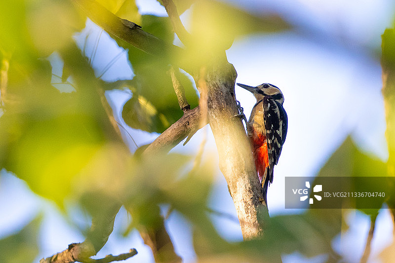 大斑啄木鸟图片素材