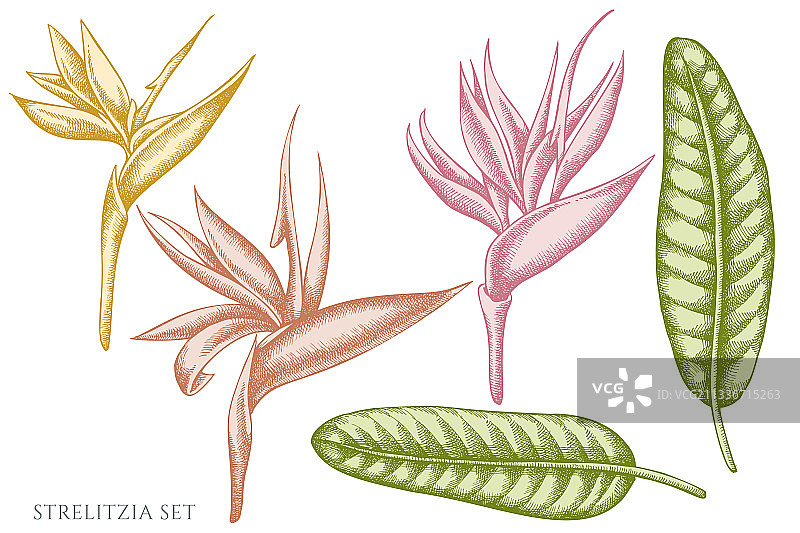 手绘粉彩风格天堂鸟图案合集图片素材