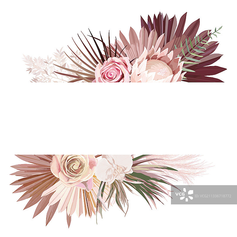 蒲苇草、普洛提亚、兰花和干棕榈图片素材