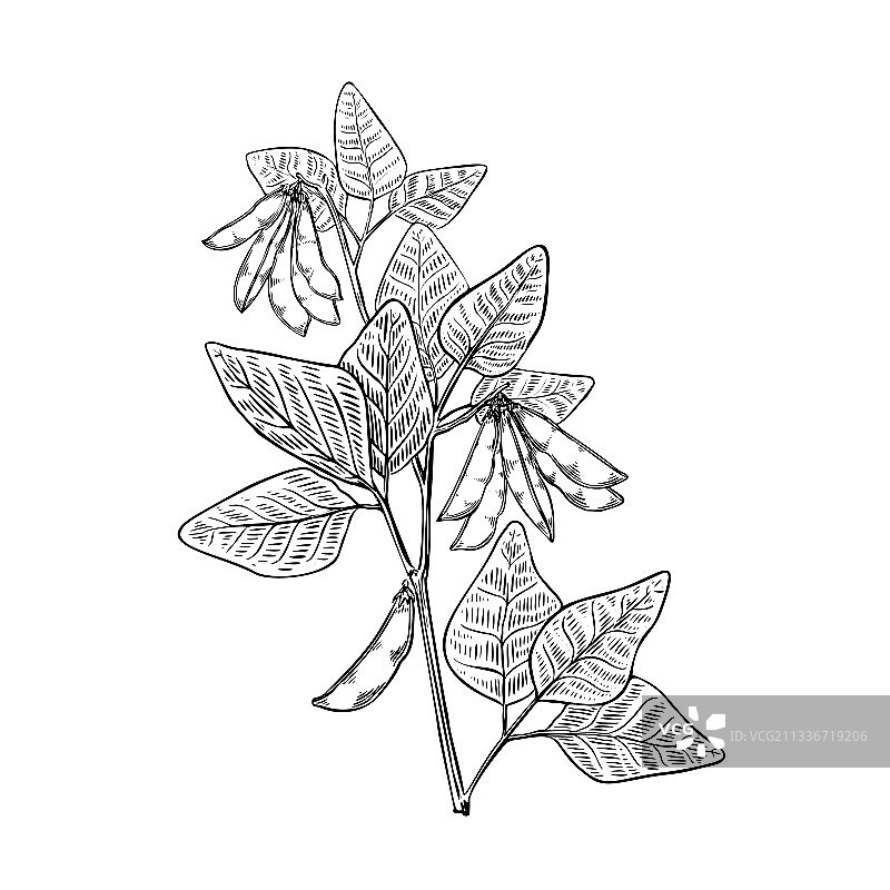 复古风格的绿色大豆植物素描图片素材