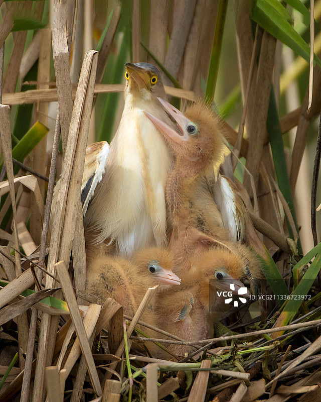 准备喂食一黄苇鳽图片素材