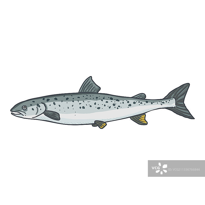 卡通三文鱼图片素材