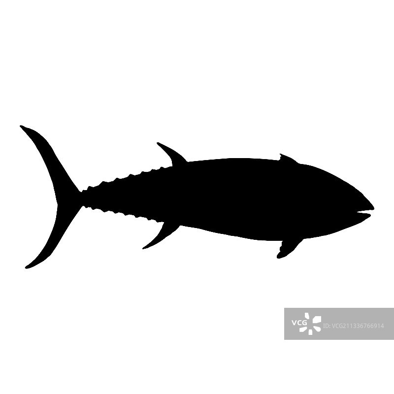 金枪鱼轮廓鱼图片素材
