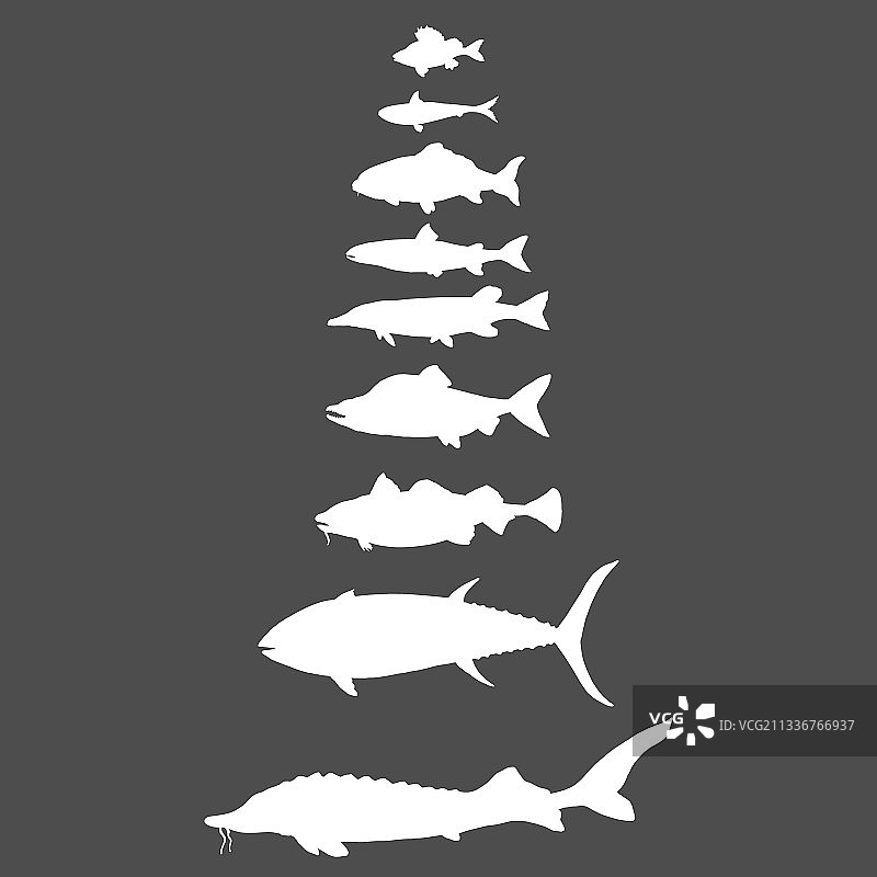 鱼类海洋河流和湖泊类型剪影合集图片素材