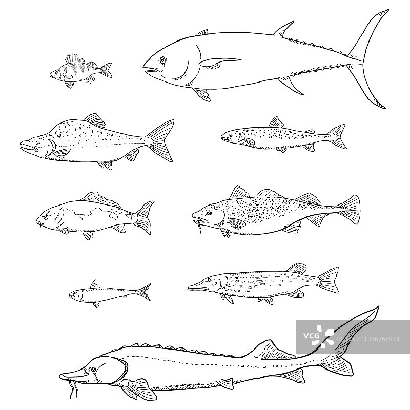 鱼类素描合集图片素材