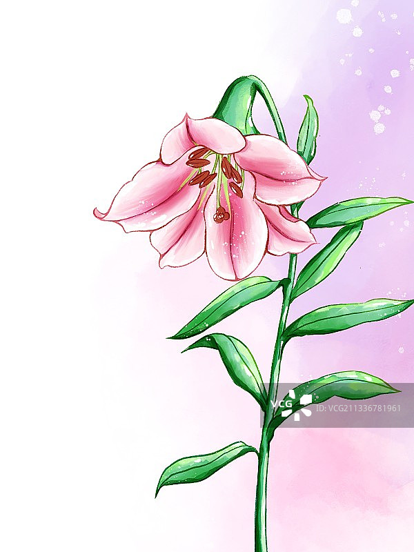 水彩百合花图片素材