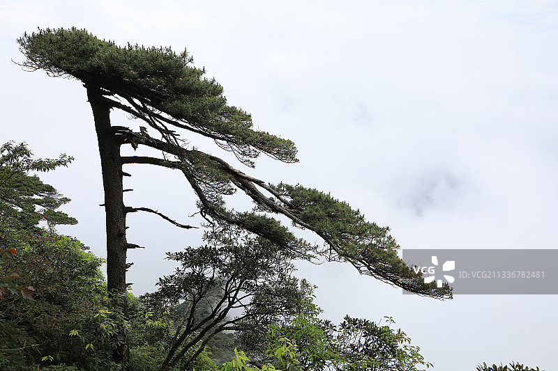 江西三清山，三清天下秀图片素材