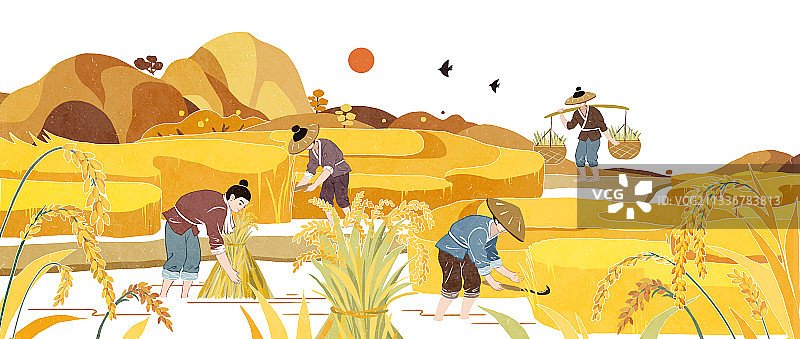 水稻种植过程图片素材