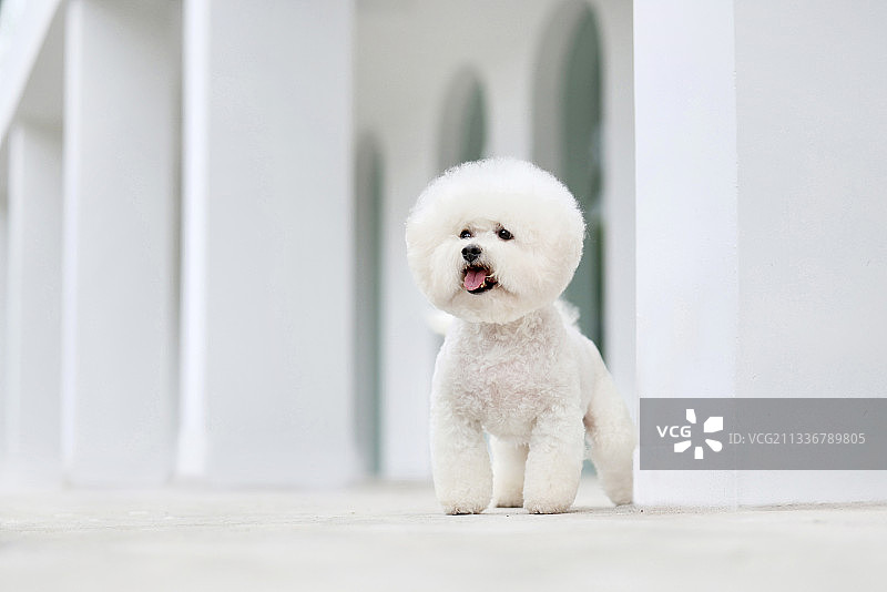 走廊间的比熊犬图片素材