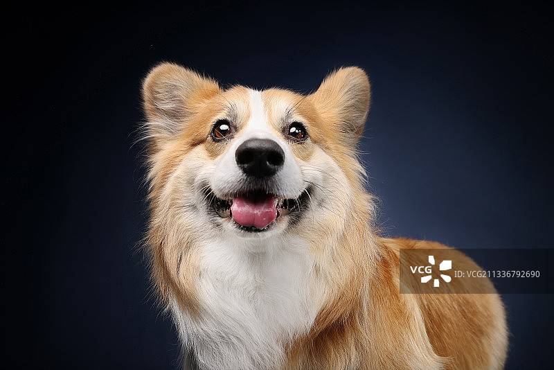 蓝色背景前的柯基犬图片素材