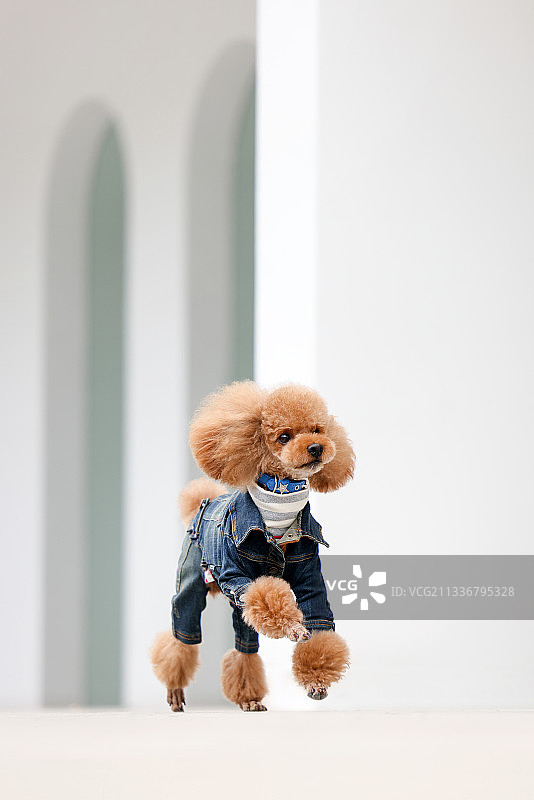 穿衣服的贵宾犬图片素材