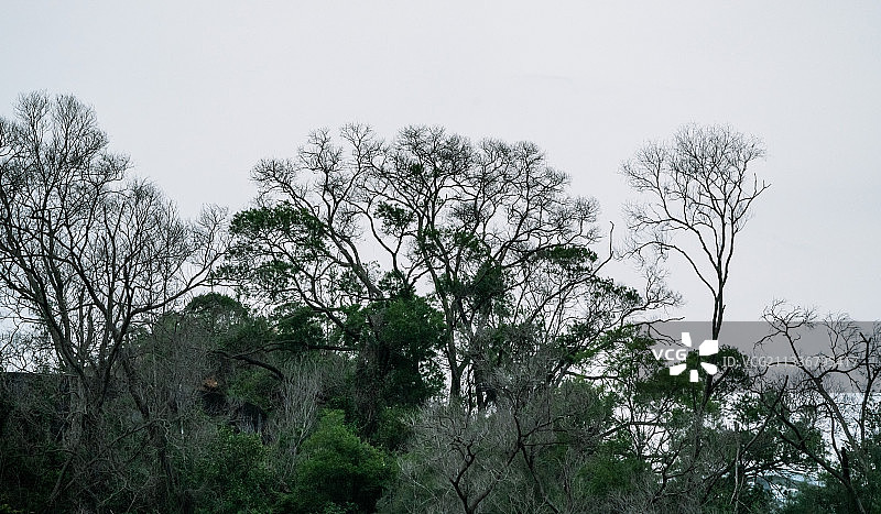 树的风景，几株扇形树冠树木丫在一起，脉络清晰，犹如水墨画。图片素材