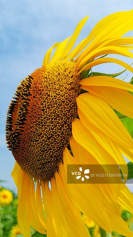 向日葵图片素材