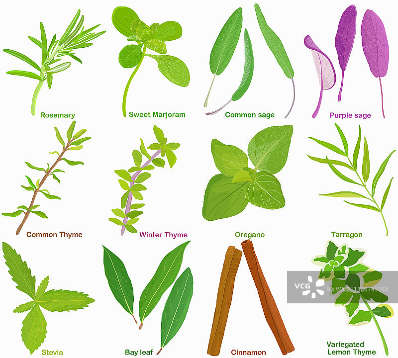 迷迭香、马郁兰、鼠尾草、百里香、牛至、龙蒿图片素材