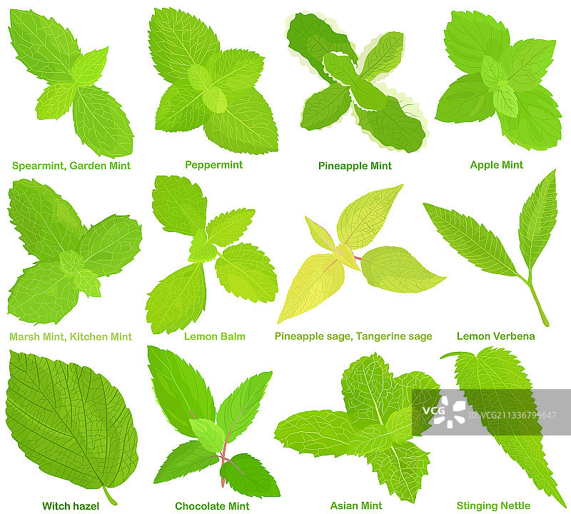 薄荷柠檬香蜂草鼠尾草柠檬马鞭草金缕梅图片素材