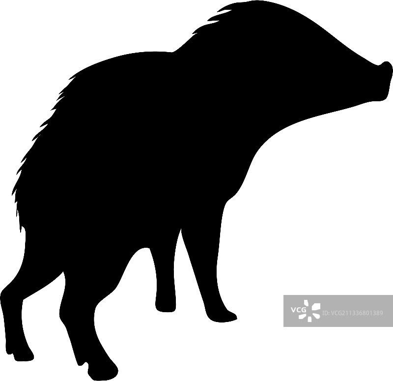 白唇西貒轮廓图片素材