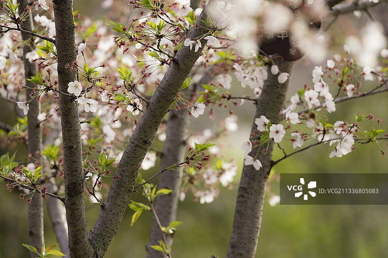 彭祖园樱花+江苏省徐州市泉山区彭祖园风景区图片素材