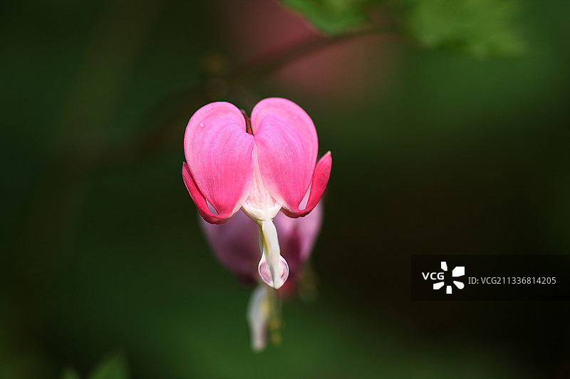 荷包牡丹图片素材