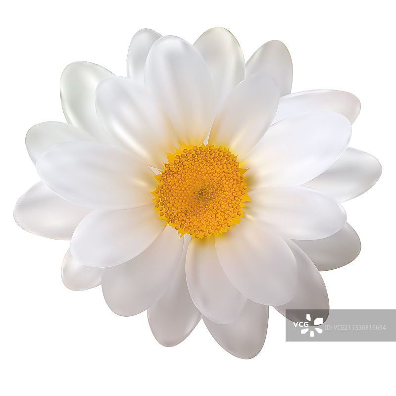 逼真的洋甘菊，白色背景图片素材