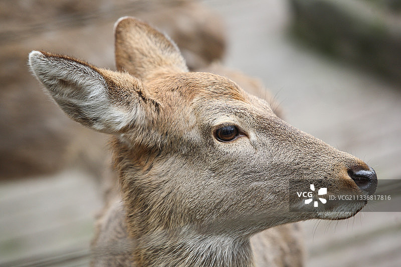 野生动物鹿图片素材