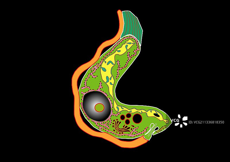 锥虫原生动物，艺术作品图片素材