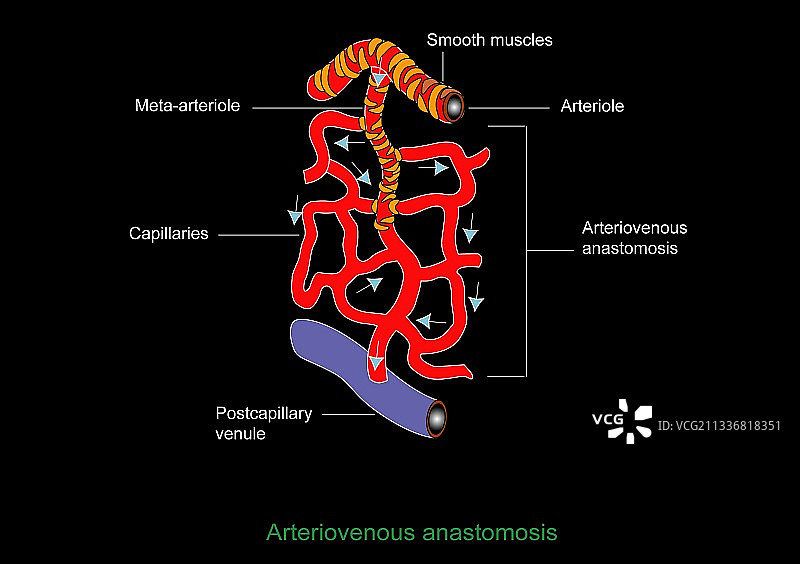 微循环，艺术作品图片素材