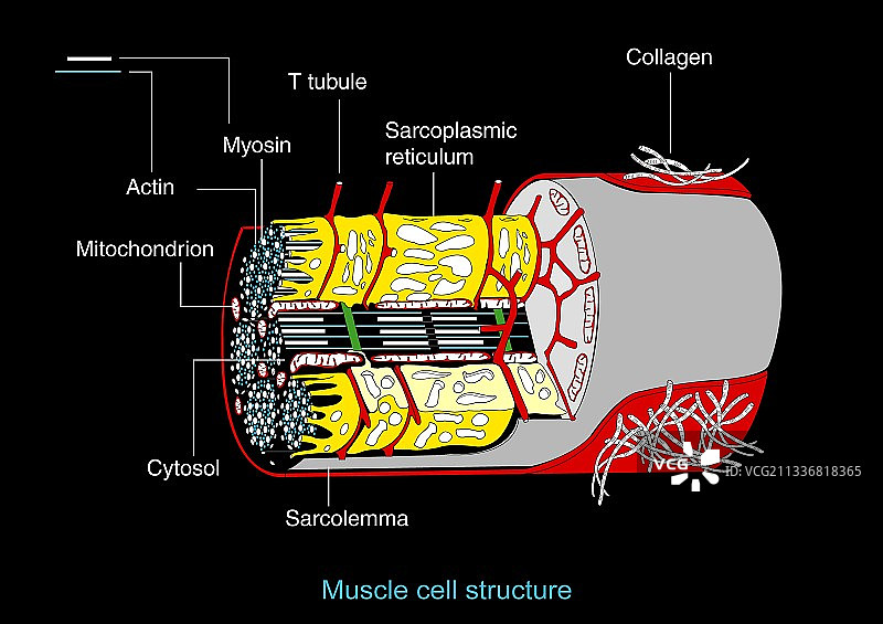 肌肉细胞解剖结构，艺术作品图片素材