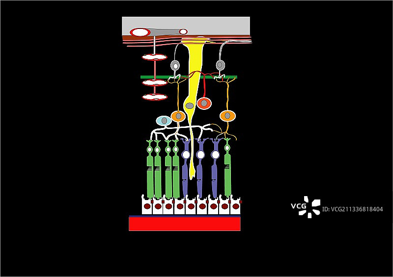 视网膜结构图片素材