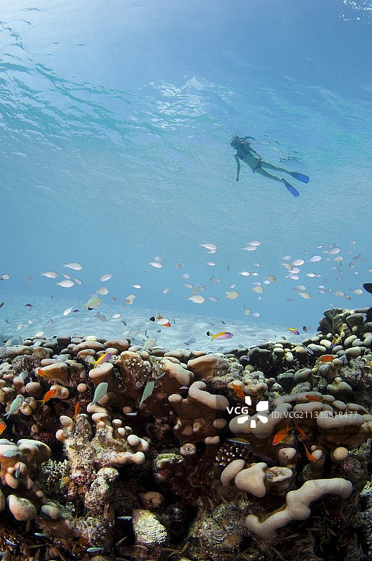 珊瑚与鱼群之上的浮潜者图片素材