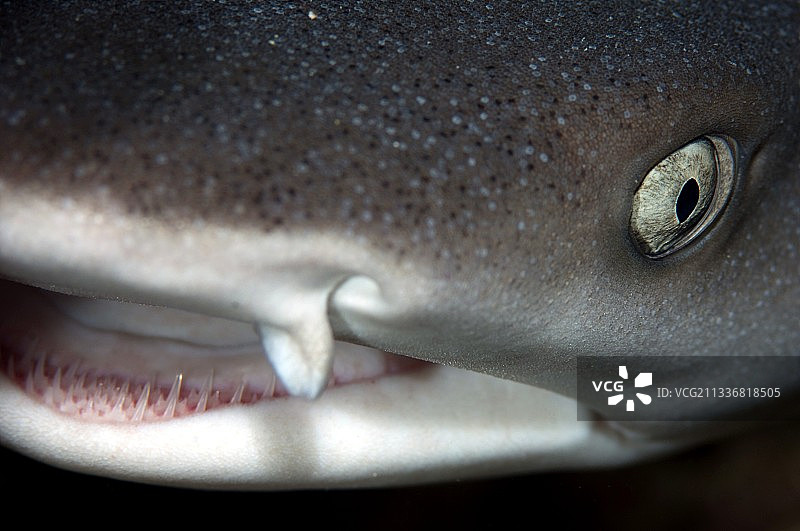 白鳍礁鲨图片素材