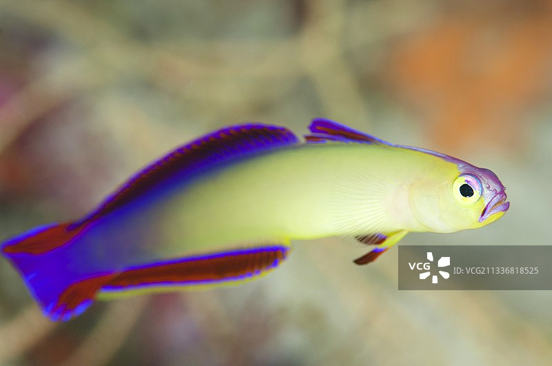 紫色火焰虾虎鱼图片素材