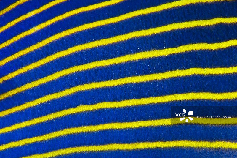 皇帝神仙鱼条纹图片素材