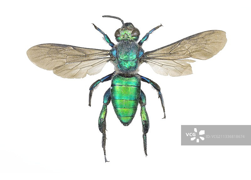 绿金蜜蜂图片素材