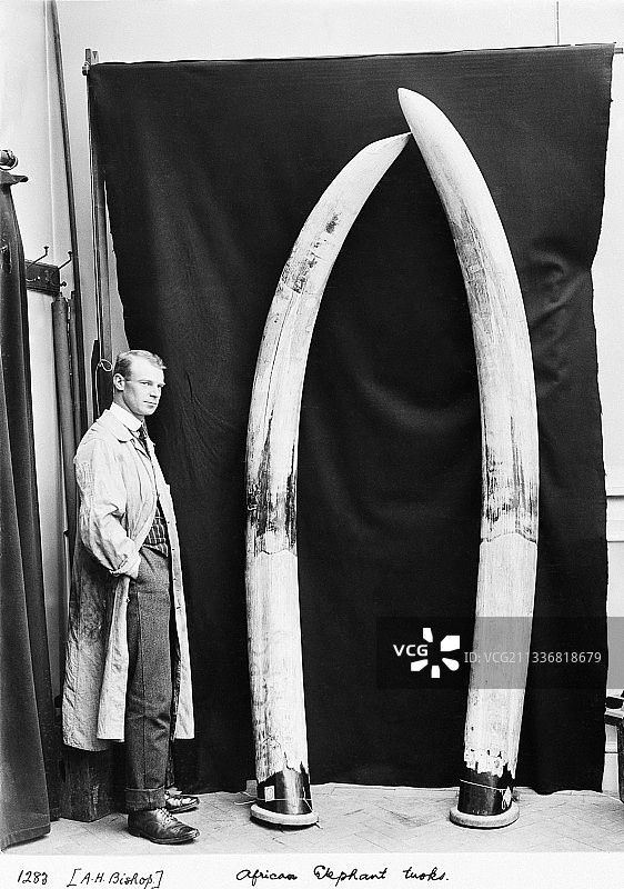 非洲象牙图片素材