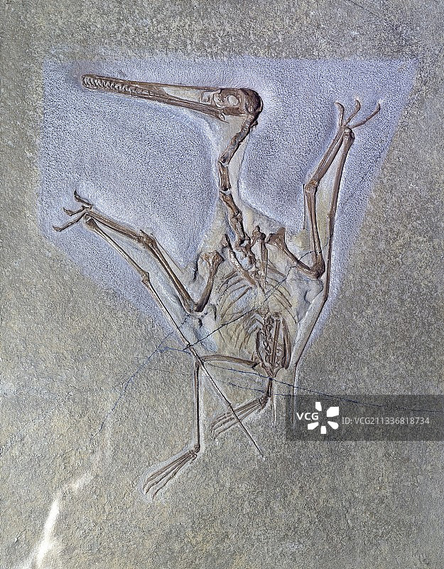 科氏翼手龙化石图片素材