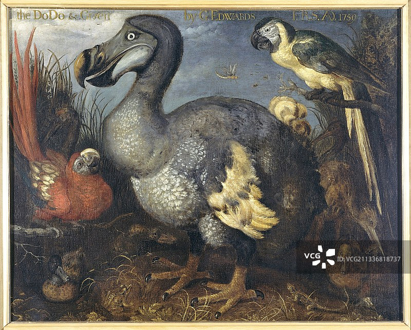 渡渡鸟和金刚鹦鹉艺术作品图片素材