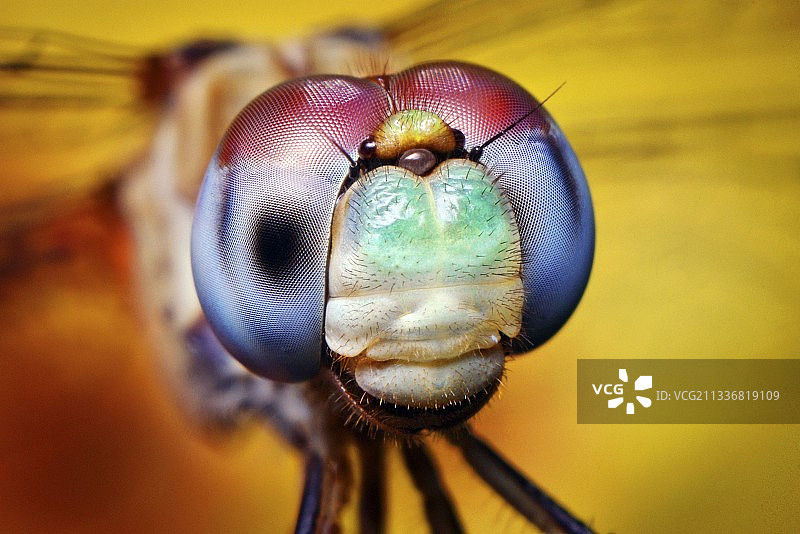 蓝脸草蜻蜓图片素材