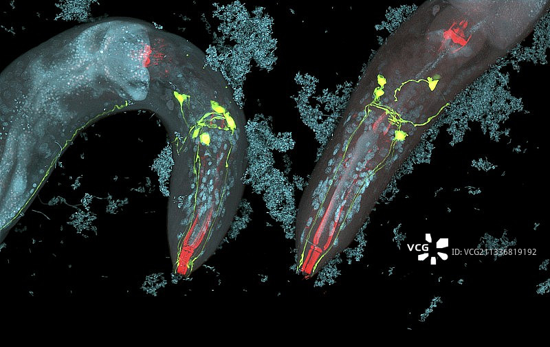 秀丽隐杆线虫与细菌图片素材