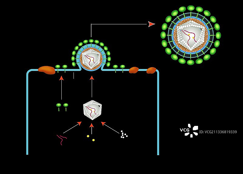 从细胞中萌生的逆转录病毒，艺术作品图片素材