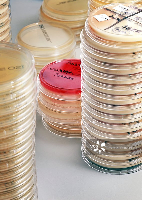 培养皿培养图片素材